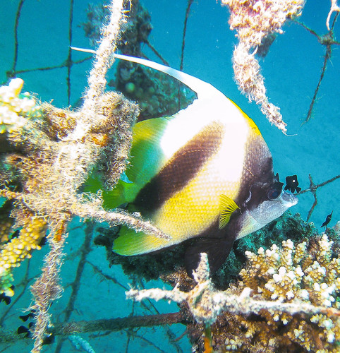 Red Sea Bannerfish