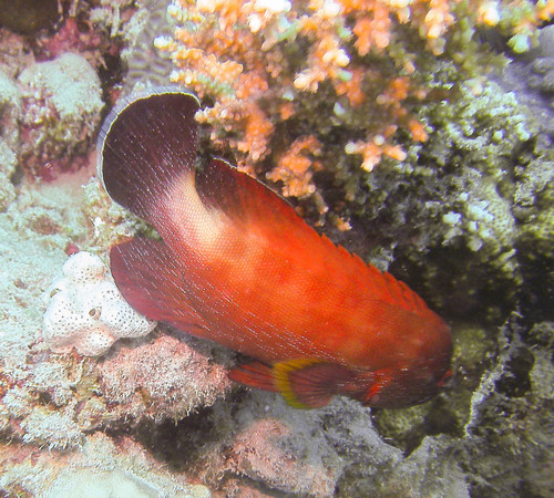 Yellowfin Hind — seen at this dive site