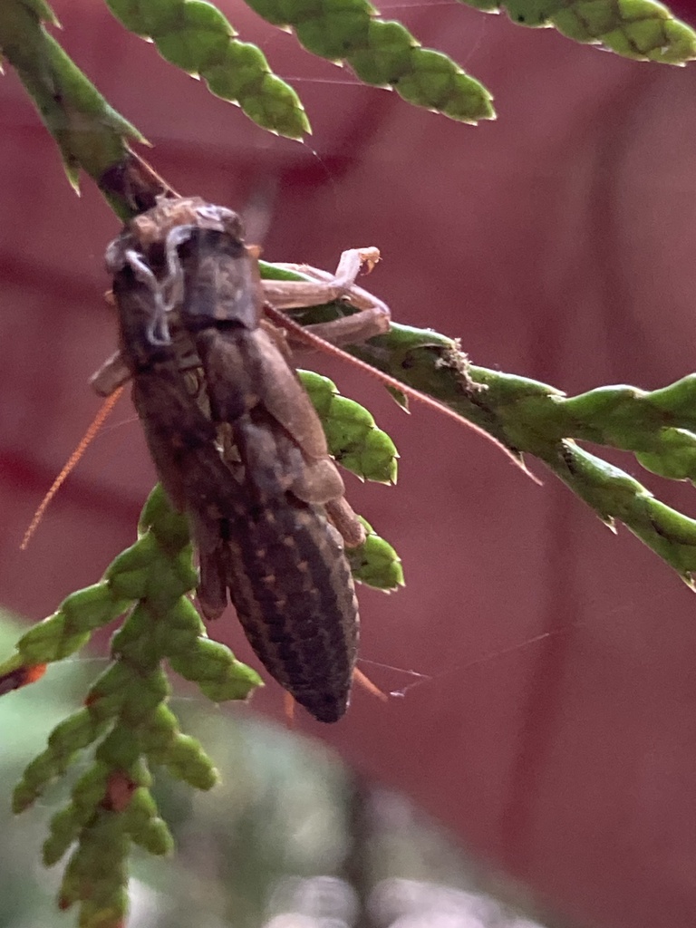Insects from S⨱ótsaqel / Chilliwack Lake Provincial Park, Fraser Valley ...