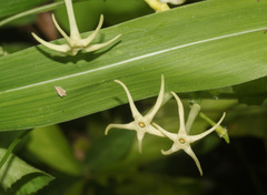 Image of Cyclanthera carthagenensis