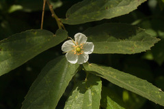 Muntingia calabura image