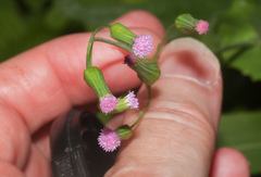 Emilia sonchifolia image