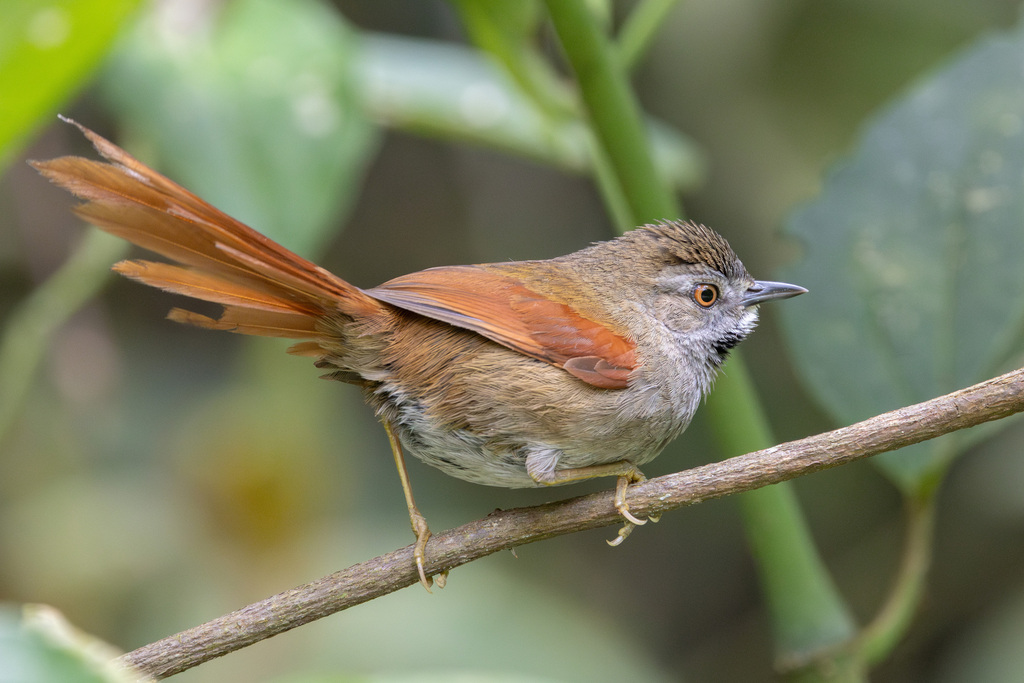 Gray-bellied Spinetail photo