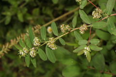 Euphorbia hypericifolia image