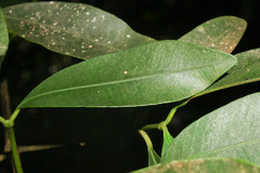 Garcinia intermedia image