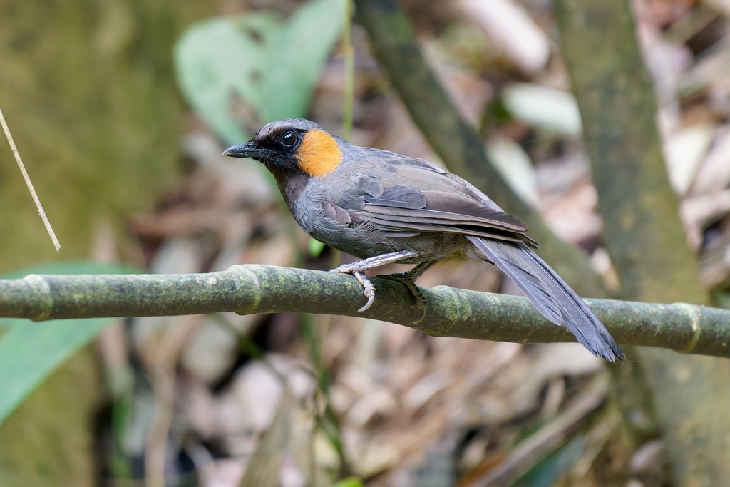Rufous-cheeked Laughingthrush photo