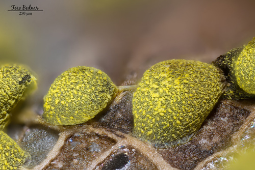 Physarum decipiens