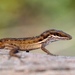 Ponce Anole - Photo (c) Alexis Chaparro, all rights reserved, uploaded by Alexis Chaparro