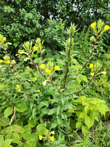 Red-stalked evening primrose