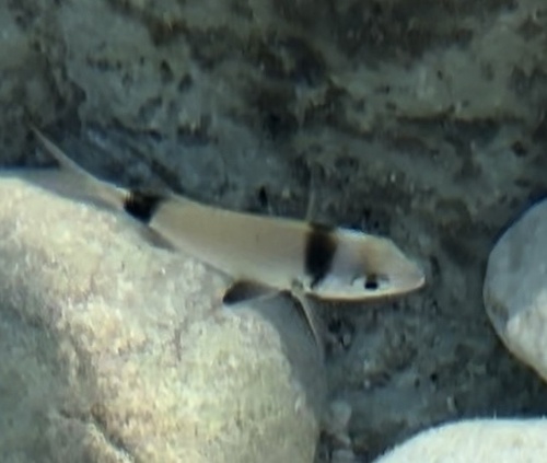 Diplodus vulgaris