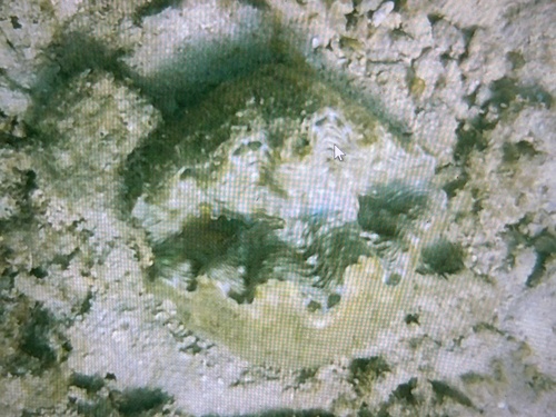 Bear Paw Clam