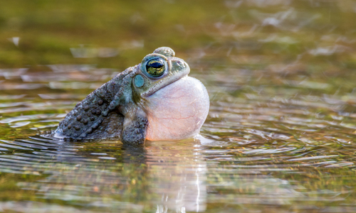 Argentine Toad