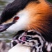 Grebes - Photo (c) naturecandids, all rights reserved, uploaded by naturecandids