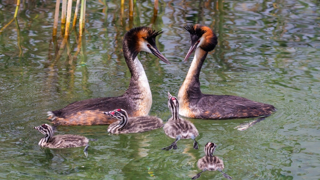 Great Crested Grebe