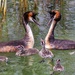 Typical Grebes - Photo (c) naturecandids, all rights reserved, uploaded by naturecandids