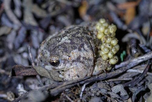 Iberian Midwife Toad