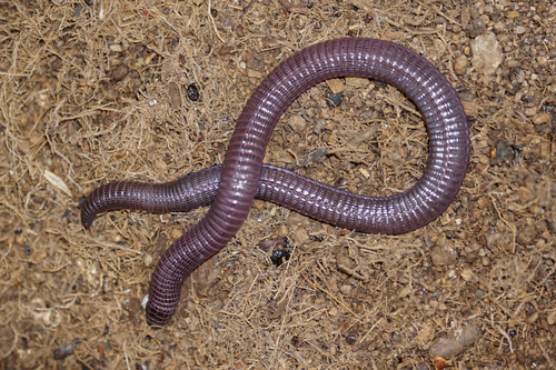 Central Iberian Worm Lizard