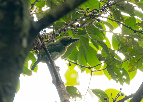 Red-throated Barbet