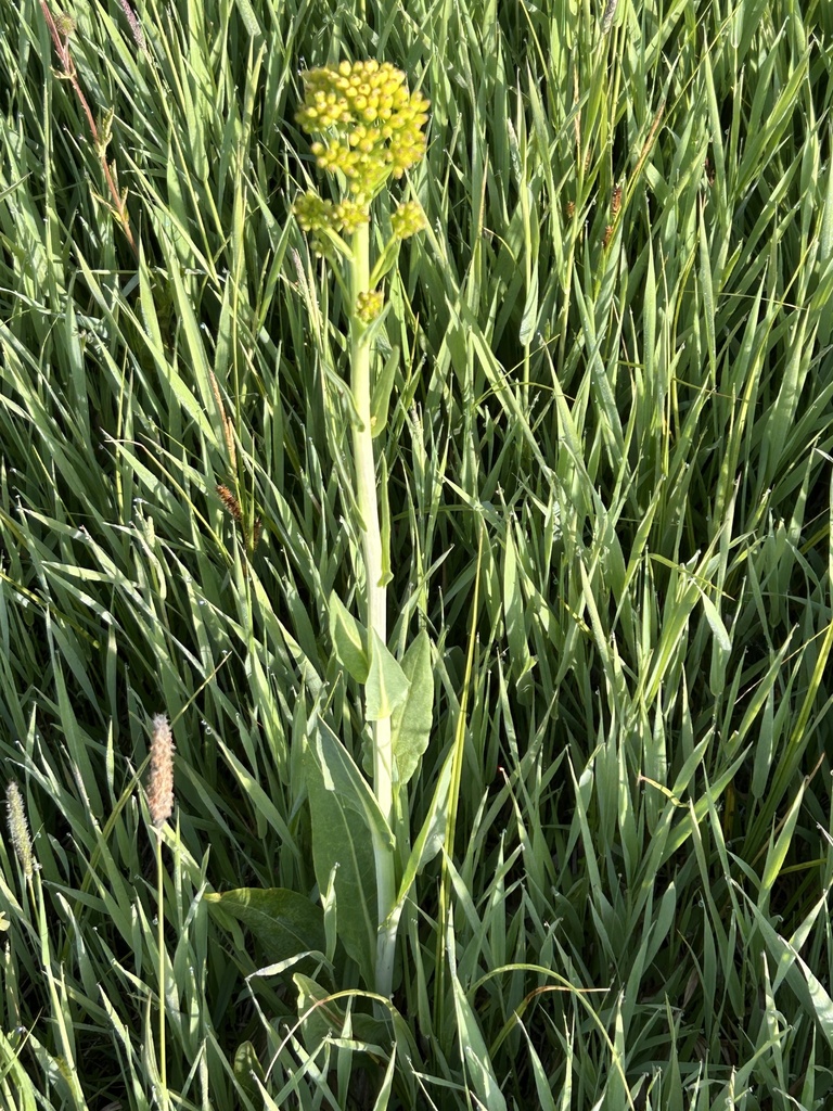 Water Ragwort water ragwort from Grand County, CO, USA on July 21, 2025 at 07:29 AM ...