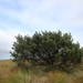 Phylica arborea - Photo (c) Rémi Bigonneau, todos los derechos reservados, subido por Rémi Bigonneau