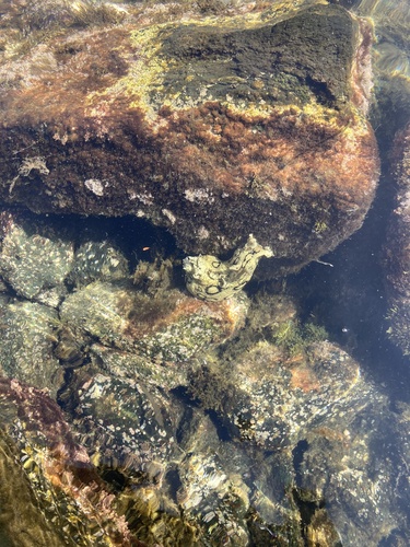 Aplysia dactylomela