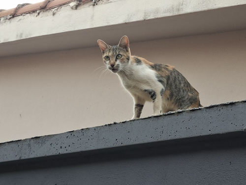 Domestic Cat
