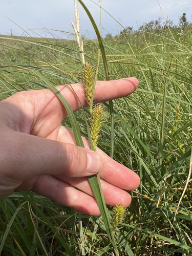 wheat sedge