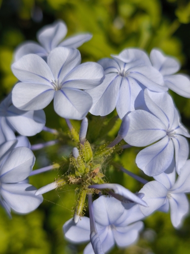 blue plumbago
