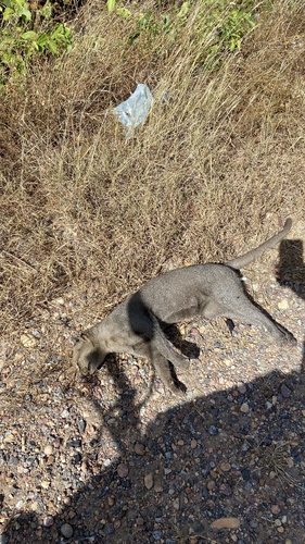 Jaguarundi