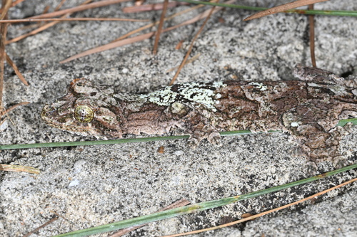 Sabah Flying Gecko