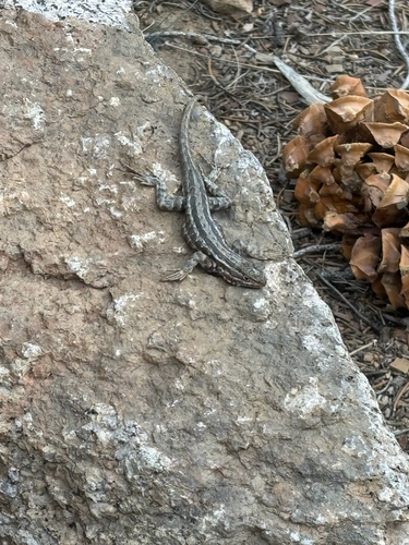 iNaturalist observation photo of Common Sagebrush Lizard