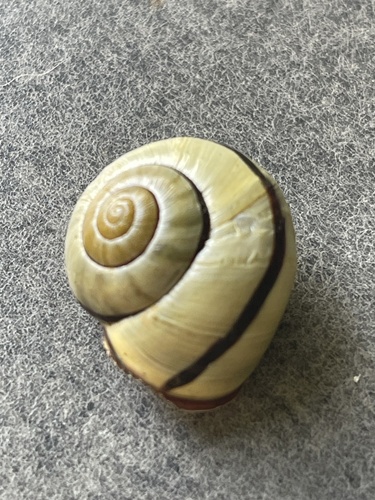 Cepaea nemoralis