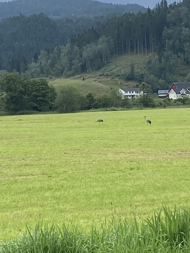 Common Crane