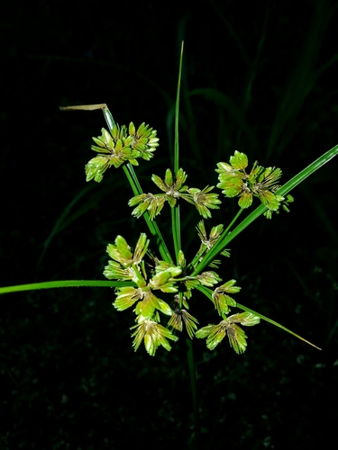 Cyperus surinamensis Rottb.