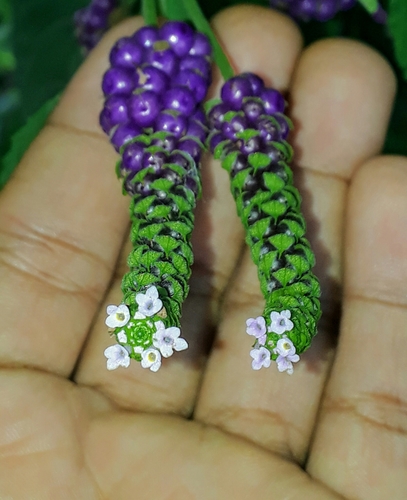 Ternate Lantana