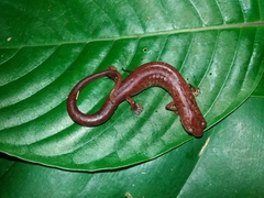 Image of Bolitoglossa chucantiensis