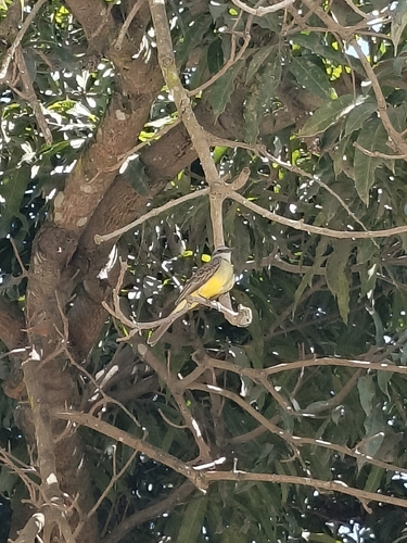Tropical Kingbird