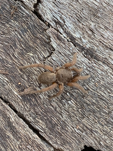 Ozicrypta digglesi · iNaturalist