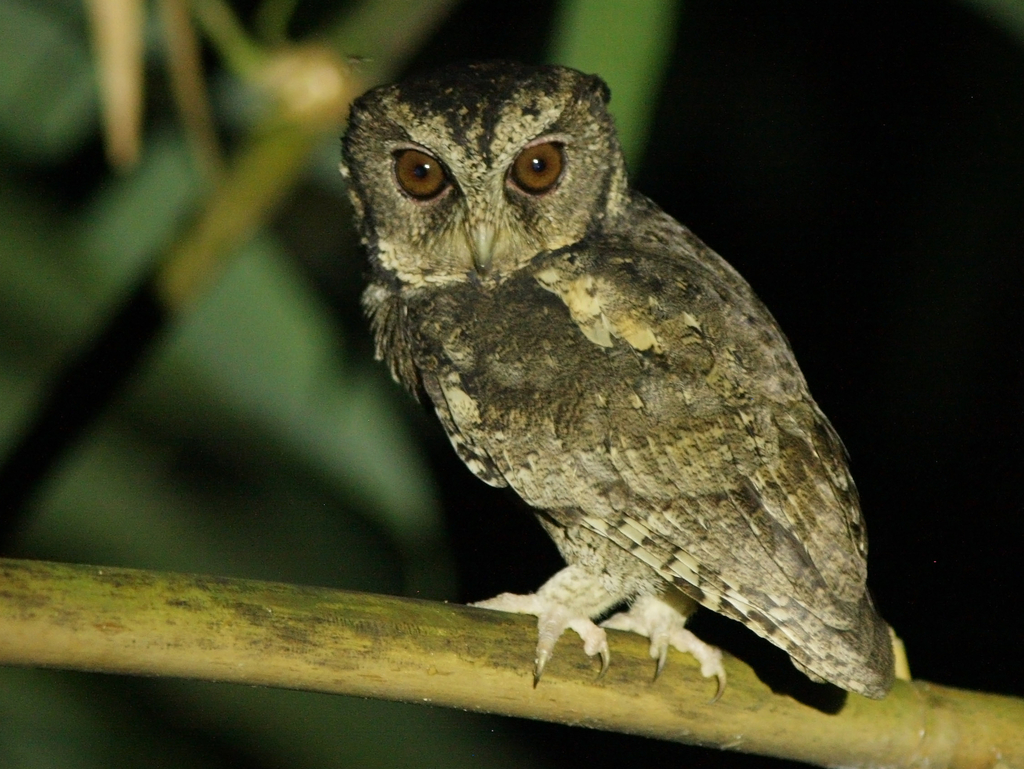 Sunda Scops-Owl (Otus lempiji) photo
