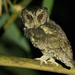 Sunda Scops-Owl - Photo (c) David Beadle, all rights reserved, uploaded by David Beadle
