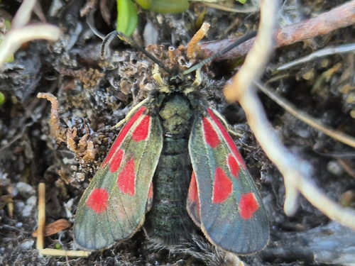 Mountain Burnet