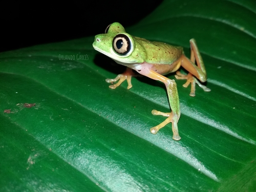 Lemur Leaf Frog