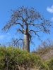 Grey Baobab - Photo (c) Daniel Austin, all rights reserved, uploaded by Daniel Austin