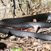 Australian Black Snakes - Photo (c) Theresa Bayoud, all rights reserved, uploaded by Theresa Bayoud