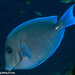 Atlantic Blue Tang - Photo (c) Tim Cameron, all rights reserved, uploaded by Tim Cameron