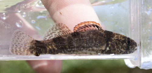 Sunburst Darter