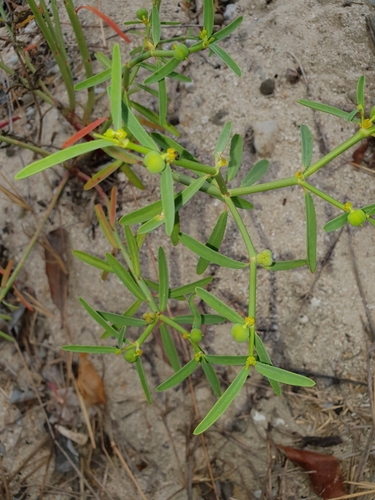 Euphorbia tannensis Biehler