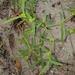 Euphorbia tannensis - Photo (c) David Tng, todos los derechos reservados, subido por David Tng