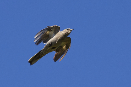 iNaturalist observation photo of Townsend's Solitaire