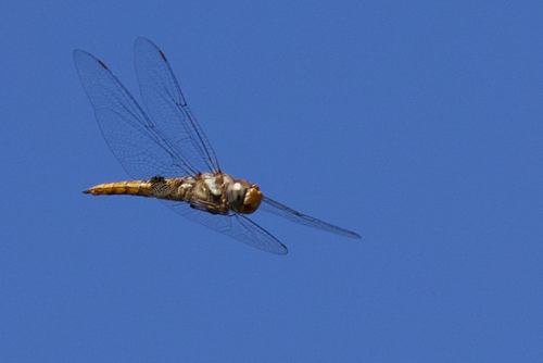 iNaturalist observation photo of Spot-winged Glider